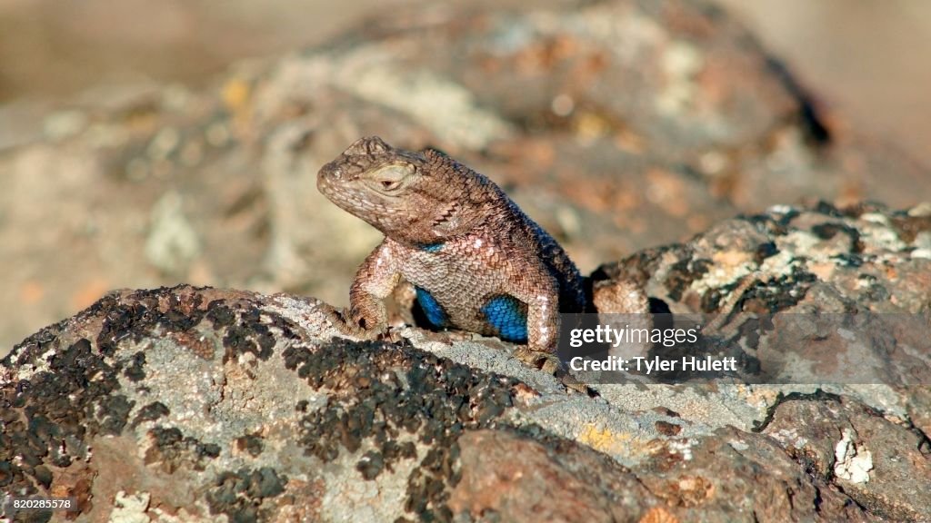 Macro blue Sagebrush Lizard Steens Mountain Near Malhuer Wildlife Refuge 9