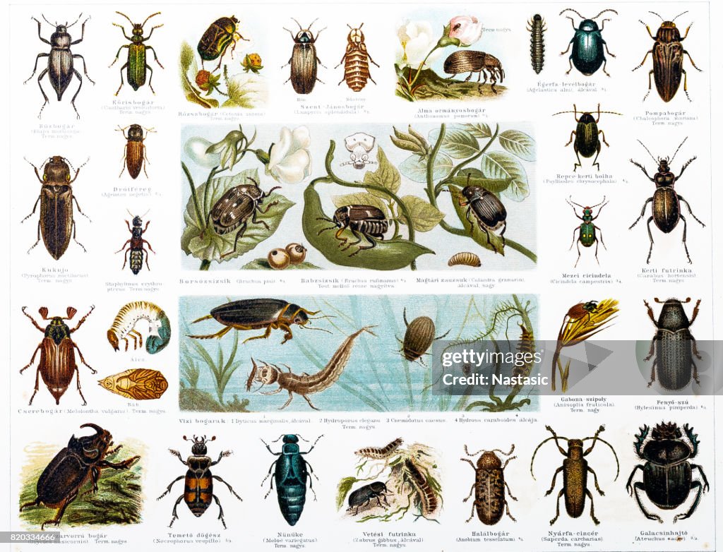 Beetles