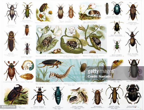 beetles - burying beetle stock illustrations