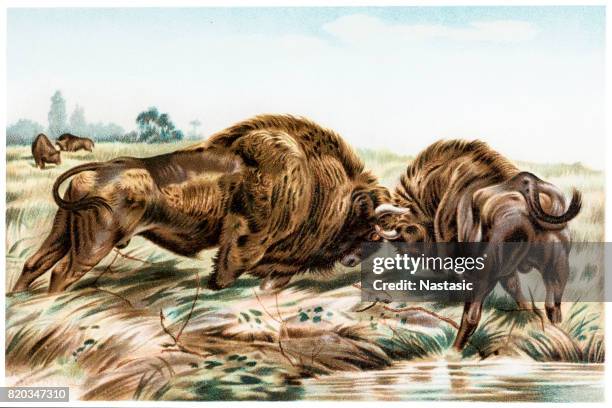 buffalo - buffalo stock illustrations