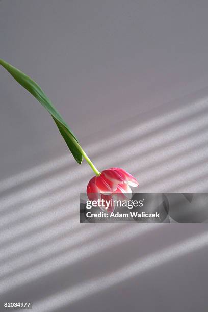 tulip and the shadows from venetian blind - blind white background stock pictures, royalty-free photos & images