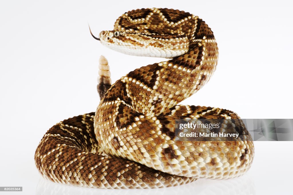 Striking Neotropical rattlesnake.