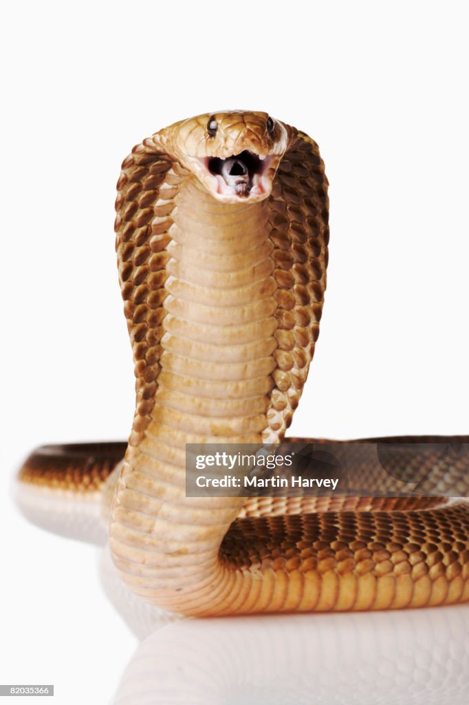 Cape Cobra.