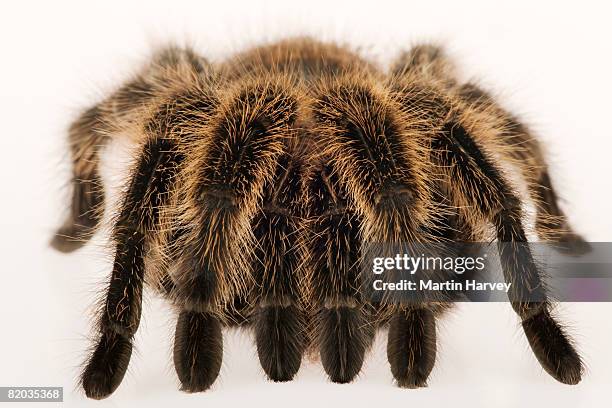 chilean rose tarantula. - theraphosa blondi stock pictures, royalty-free photos & images