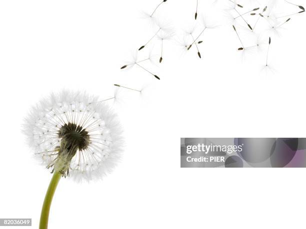 dandelion (taraxacum officinale) seed head blowing in wind - dandelion wind stock pictures, royalty-free photos & images