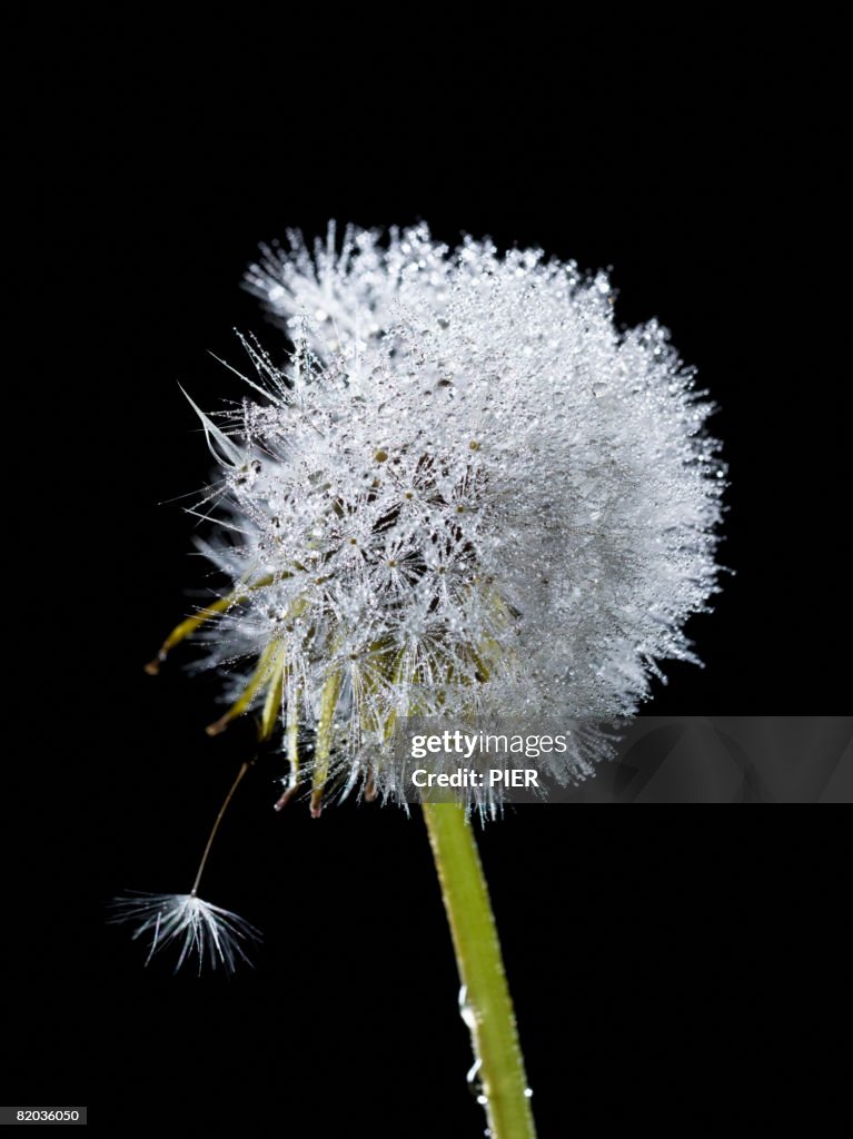 Dandelion (Taraxacum officinale) seed head blowing in wind