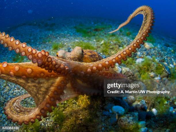 octopus atack - pulpo fotografías e imágenes de stock