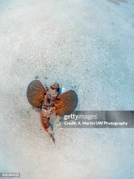 streaked gurnard - almuñecar stockfoto's en -beelden