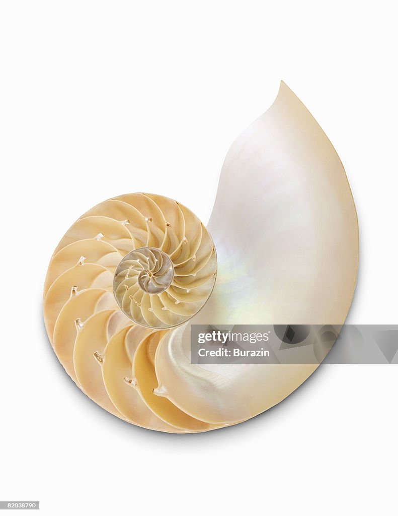 Nautical Shell Image Nautilus Shell High-Res Stock Photo - Getty Images