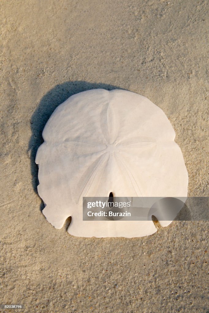 Sand dollar on beach