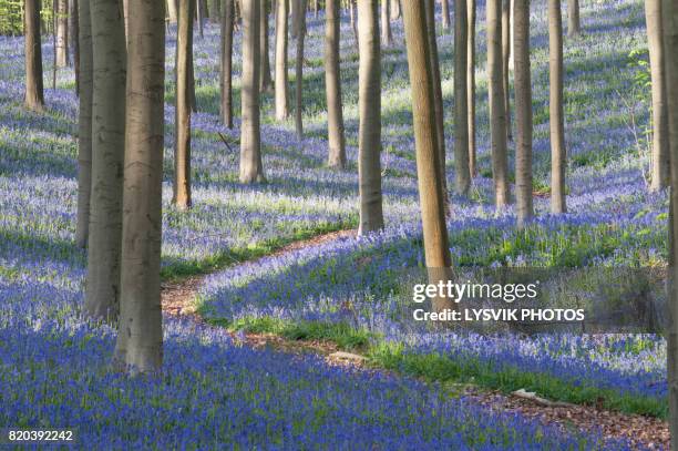 idyllic path with bluebells in haller forest - bluebell wood foto e immagini stock