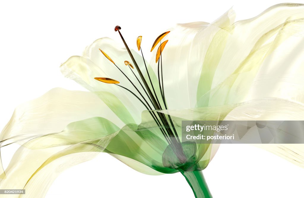 ガラス花を分離、ユリの花