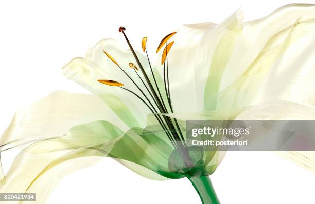 glass flower isolated , the lily flower - flower x ray stock pictures, royalty-free photos & images