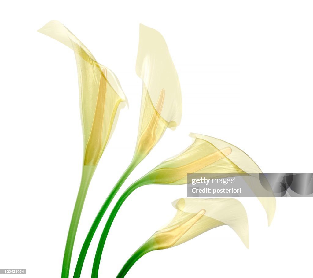 Glass flower isolated , the lily flower