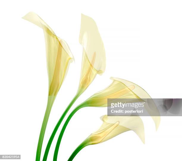 glass flower isolated , the lily flower - posteriori stock pictures, royalty-free photos & images