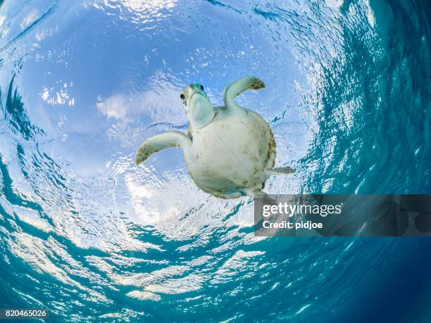 lage hoek van de karetschildpad close-up. - bonaire stockfoto's en -beelden