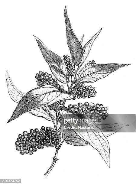black pepper (piper nigrum) - morphology stock illustrations