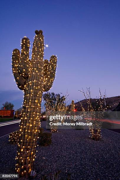 christmas lights on saguaro cactus, phoenix, arizona - christmas cactus fotografías e imágenes de stock