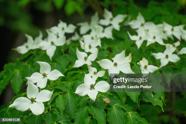 flowering dogwood - kousa dogwood fotografías e imágenes de stock