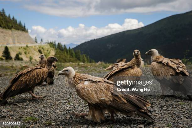 Wild vultures snatch Tibetans threw pork on July 21 ,2017 in Litang County, Ganzi Tibetan Autonomous Prefecture, Sichuan Province, China. Litang...