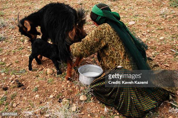 Ghashghai woman wearing typical clothing, milks a goat on the 28th of April 2006 while migrating towards north of Shiraz in Fars province.Ghashghai...