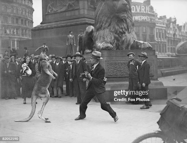Fox Photos photographer Fred Morley takes on Aussie, the boxing kangaroo in London's Trafalgar Square, 31st August 1931.
