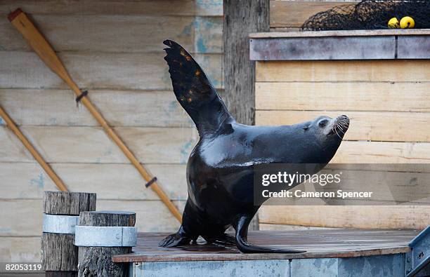 Michie' a Californian Sea Lion waves to the crowd during the Re-Opening of the Taronga Zoo Seal Show in the Great Southern Oceans Precinct on July...