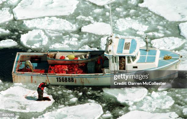 Seal hunter clubs a harp seal on an ice floe March 30, 2001 in the Gulf of St. Lawrence in Canada. Seal hunters start the annual hunt around the...