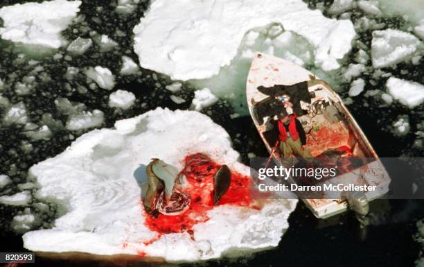 Seal hunters skin harp seals on an ice floe March 30, 2001 in the Gulf of St. Lawrence in Canada. Seal hunters start the annual hunt around the...