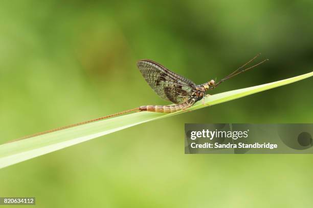Alpine Mayfly The Mayfly Photos and Premium High Res Pictures - Getty Images