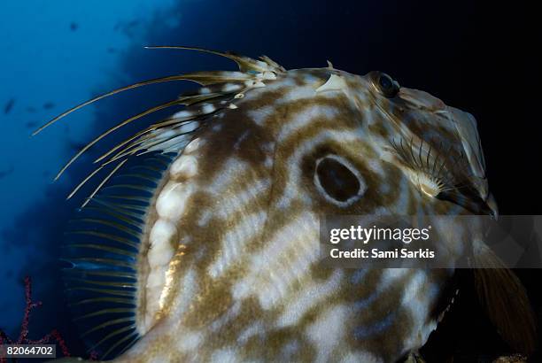Doly Fish 233 Dory Fish Stock Photos, High-Res Pictures, and Images - Getty Images