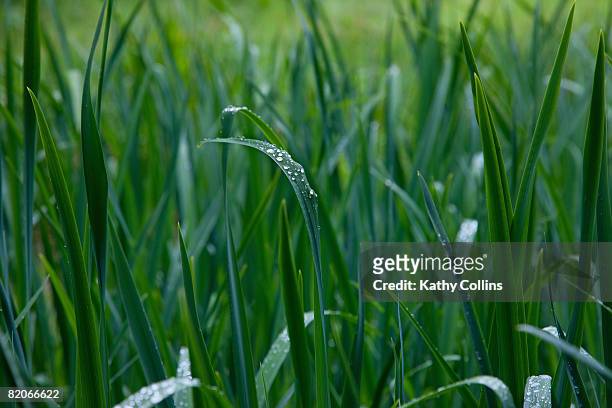 raindrops on fresh long green grass,scotland - kathy shower stock-fotos und bilder
