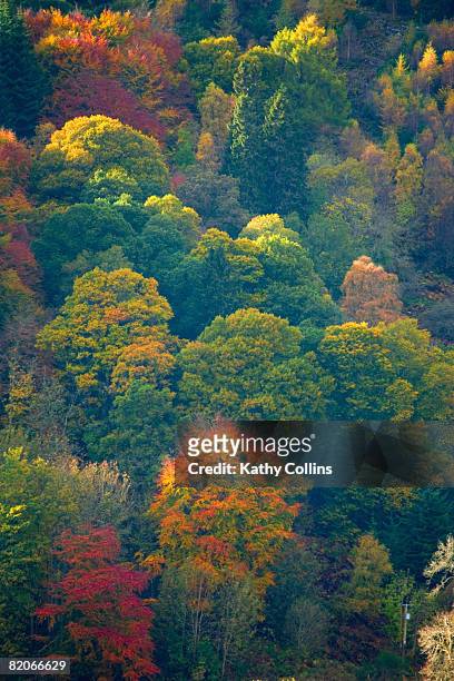 dense mixed autumn woodland treetops,beech birch oak fir,dunkeld,perthshire scotland uk - kathy self stock pictures, royalty-free photos & images