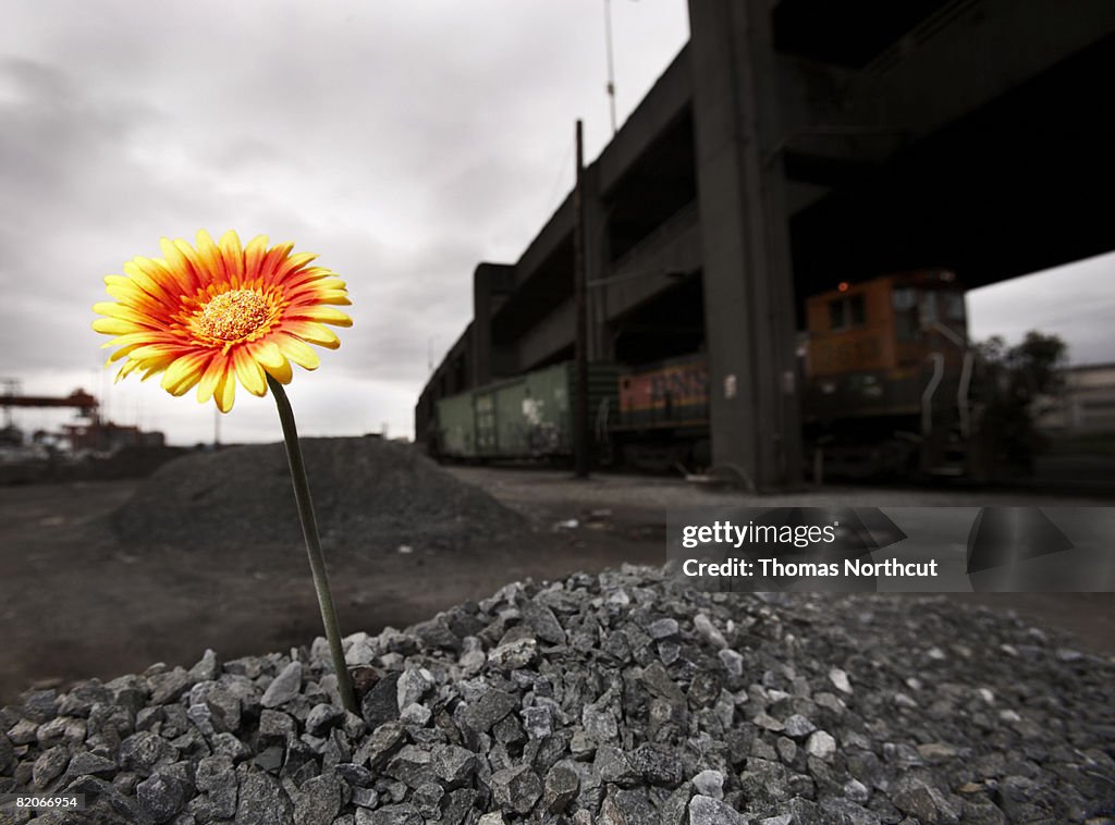 Flor cultivados em unespected lugar