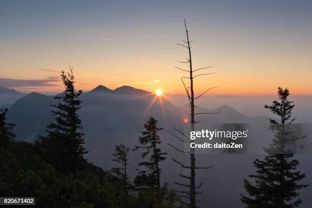 colorful sunset over herzogstand and heimgarten mountains with trees, mt. jochberg, bavaria, germany - mt herzogstand bildbanksfoton och bilder