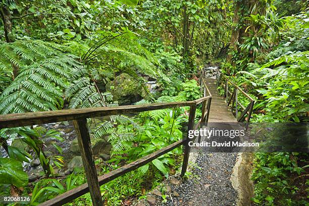 jacko steps leading to layou river in domenica. - dominica stock pictures, royalty-free photos & images