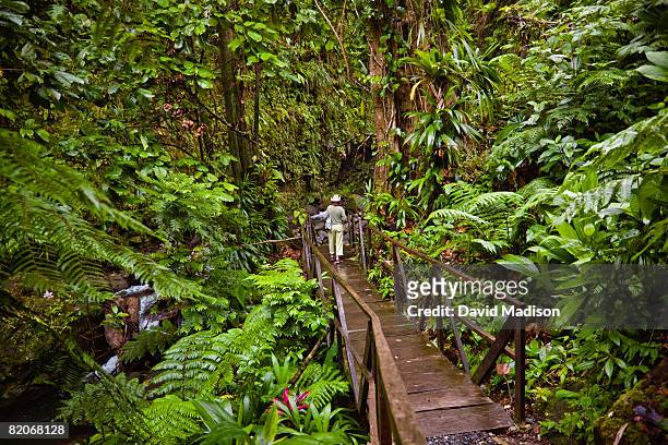 woman walking down jacko steps to layou river, dominica. - dominica stock pictures, royalty-free photos & images