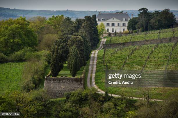 Savennieres on . Chateau de la Roche aux Moines, castle belonging to Nicolas Joly, property 'La coulee de Serrant'. Biodynamic agriculture. Vines in...