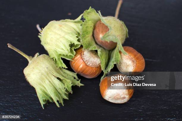 Filbert Tree Photos and Premium High Res Pictures - Getty Images