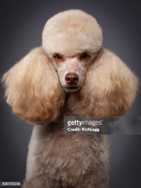 purebred miniature poodle dog - poodle stock pictures, royalty-free photos & images