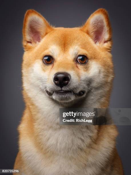 pura raza perro shiba japonés - shiba inu fotografías e imágenes de stock