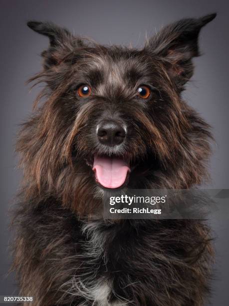 mixed breed scottish terrier dog - scottish terrier stock pictures, royalty-free photos & images