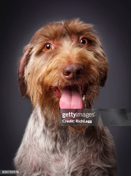 cão de raça pura alemão wirehaired ponteiro - panting - fotografias e filmes do acervo