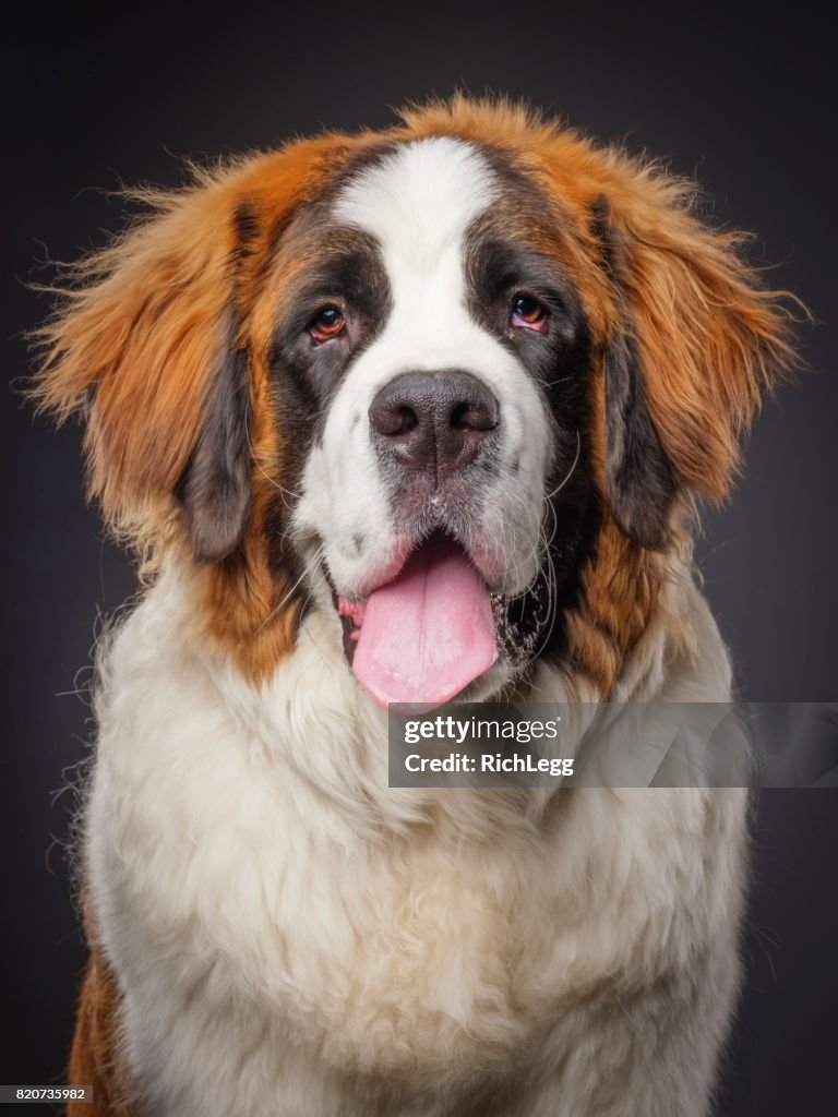 Rassehundeausstellung St. Bernard