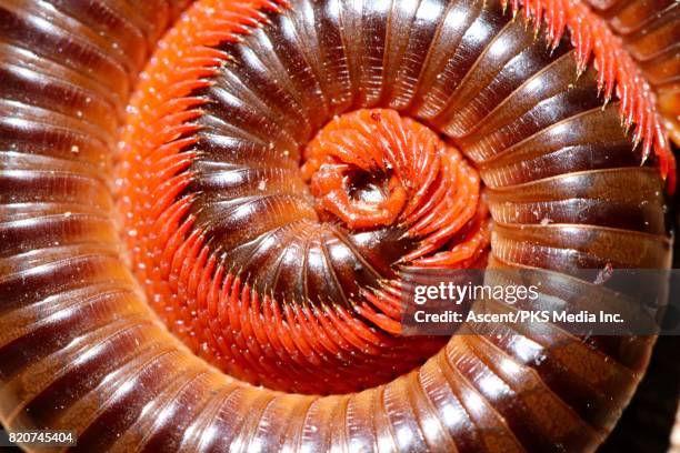 Giant Millipede, Curled Up [Archispirostreptus gigas]