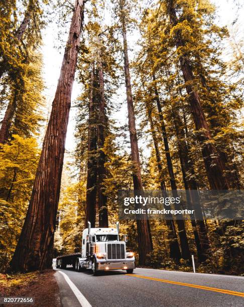 bosque de la secoya en california - humboldt redwoods state park fotografías e imágenes de stock