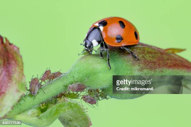 ladybird eating aphids - ladybug stockfoto's en -beelden
