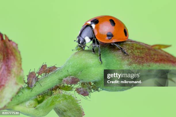 ladybird eating aphids - ladybug stock pictures, royalty-free photos & images