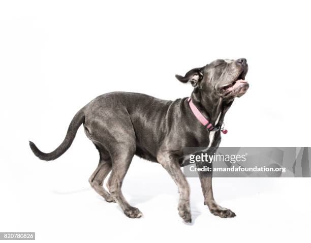 großen schwarzen hund, niesen - happy dog on white stock-fotos und bilder