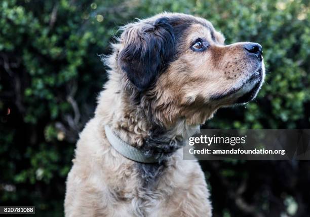 braun berner sennenhund - amandafoundation stock-fotos und bilder